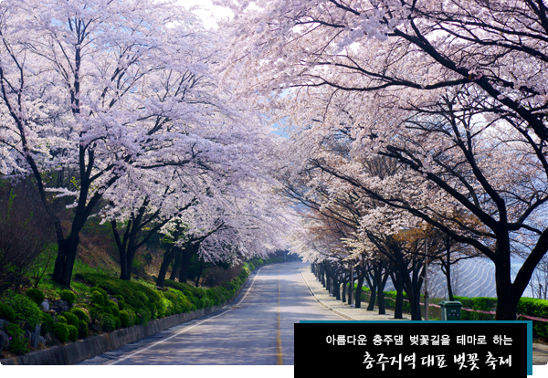 충주호 벚꽃축제